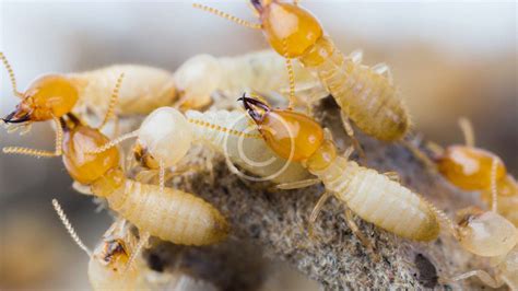 The Damage that Harvest Mites Can Do - Loyalty Termite and Pest Control Wilmington Deleware