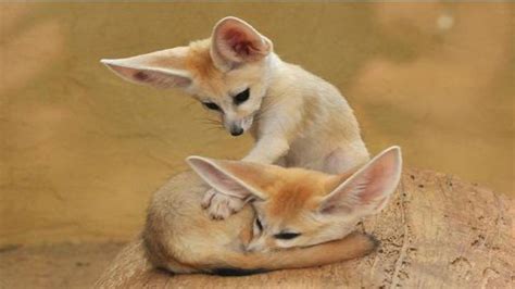 Baby Fennec Foxes Take Their First Bubble Bath. This Is A Cuteness Overload! - Faithreel.com