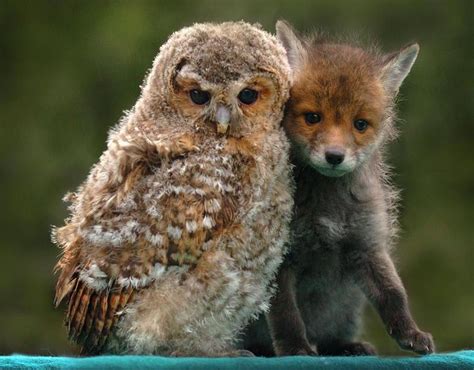 Unlikely Animal Friends | Unusual animals, Friendship and Animal