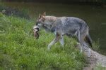 Coyotes | ClipPix ETC: Educational Photos for Students and Teachers