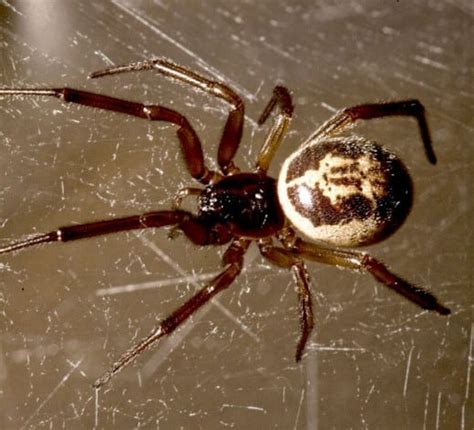 Amazing Facts About False Black Widow Spider – Page 2 – Animal Encyclopedia