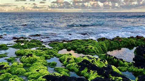 Hawaii’s native algae only thrive in pristine waters