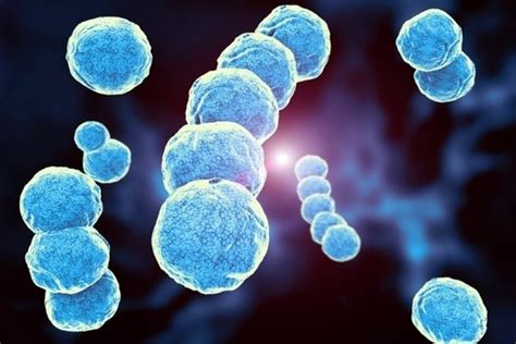 Streptococcus Pyogenes (Strep A): Illnesses & Diagnosis - Tua Saúde