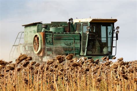 Harvester Harvest Sunflower Editorial Photography - Image of ...