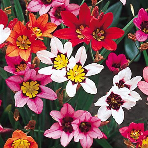 Sparaxis Flower bulbs pack of 5 buy at seedsnpots.com