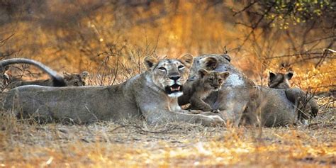 Wildlife Sanctuaries in Gujarat | Popular Wildlife Sanctuaries of Gujarat