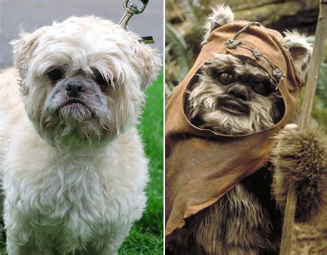 Ewok character | Star Wars Dogs | Pictures | Pics | Express.co.uk