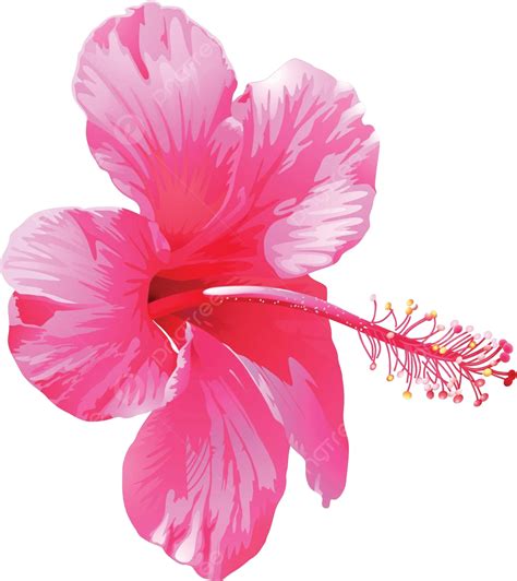 A Pink Gumamela Flower Plantae Reproductive Beautification Vector, Plantae, Reproductive ...