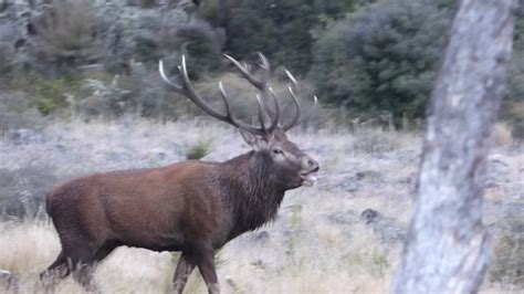 Roaring Red Stag, www.guidedhuntingnewzealand.co.nz - YouTube