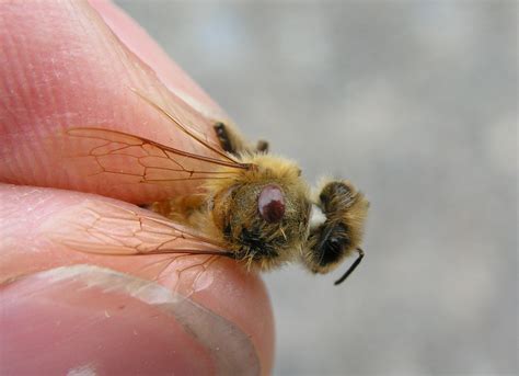 Varroa mite and bees | Department of Agriculture and Food