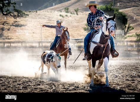 Cattle roping steer at a rodeo, a woman lassos back leg while a cowboy holds his rope from ...