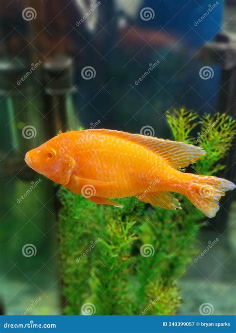 Red devil fish stock image. Image of fish, chichlid - 240399057