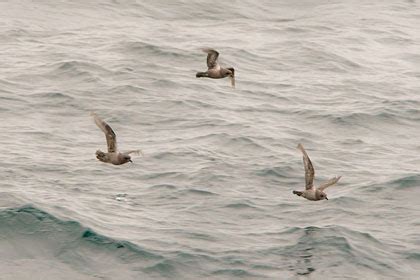 Kerguelen Petrel Pictures and Photos - Photography - Bird | Wildlife ...