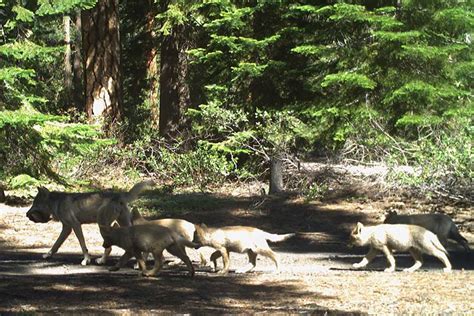 Oregon Confirms New Wolf Pack in Northern Cascades | GearJunkie