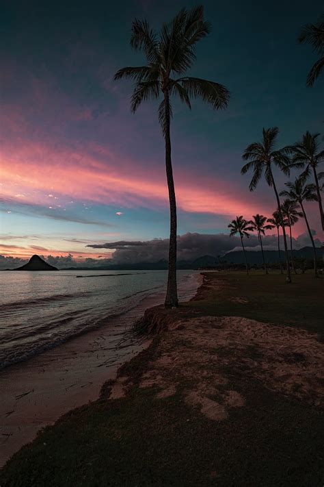 Coast, palm, sunset, sky, HD phone wallpaper | Peakpx