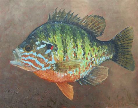 Red-eared sunfish I painted in 2008(?) | Fish painting, Fish art, Fish ...