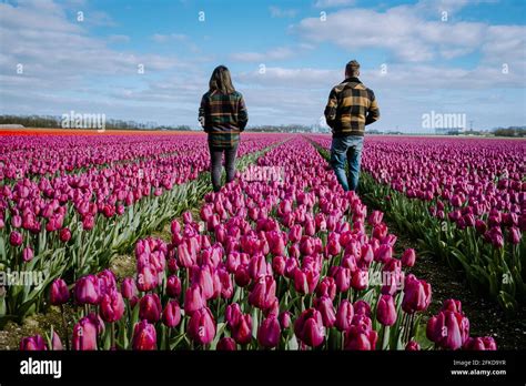 Aerial view of bulb-fields in springtime, colorful tulip fields in the ...