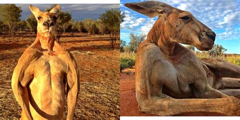 Roger the Jacked Kangaroo Died in Australia at Age 12