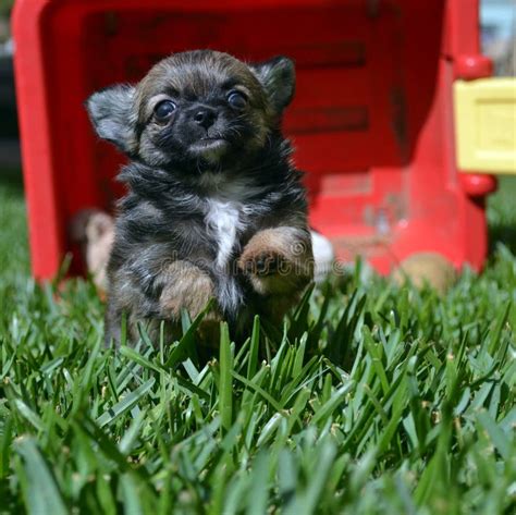 Chihuahua puppy playing stock photo. Image of yard, small - 47051156