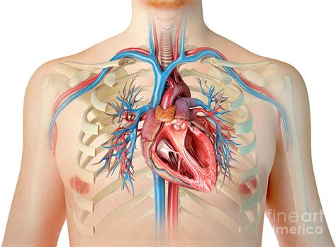 Human Chest Anatomy #4 by Science Photo Library