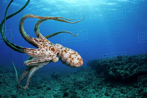 Photo D1234_3_453, from Dissolve | Octopus, Underwater animals, Water ...