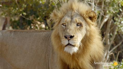 What Lions Look for in the Perfect Prey Smithsonian Magazine