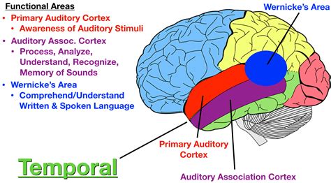 Lobes of the Brain: Cerebral Cortex Anatomy, Function, Labeled Diagram — EZmed