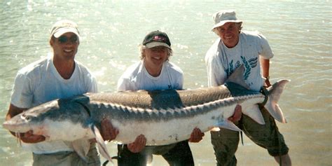 European Sturgeon – lost British species | Canal & River Trust