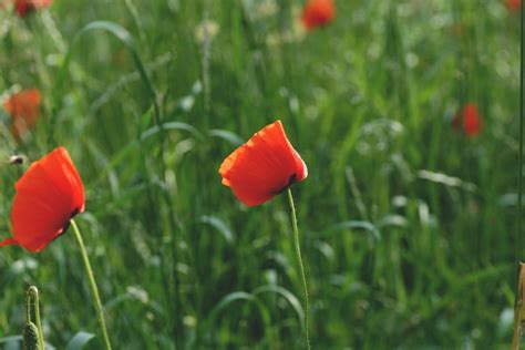 Red and Black Flower on Green Grass Under Blue Clear Sky during Daytime ...