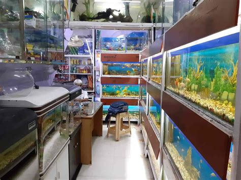 Saltwater Fish Store Near Me / The Aquarium Fish Store Home / Buy the ...