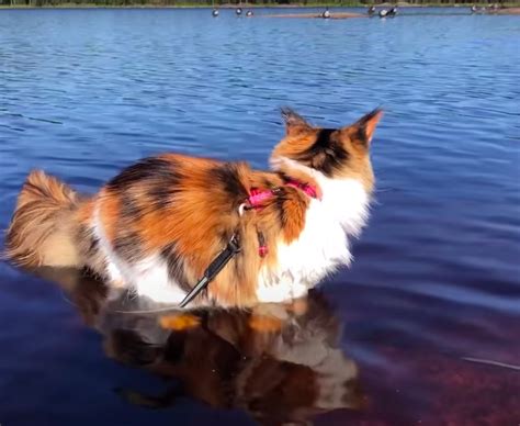 Fluffy Maine Coon cat courageously swims toward owner