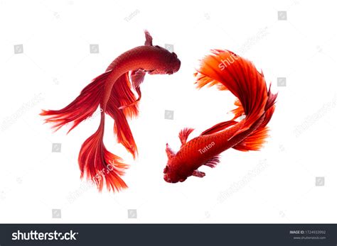 286 Betta Fish Top View Royalty-Free Images, Stock Photos & Pictures ...