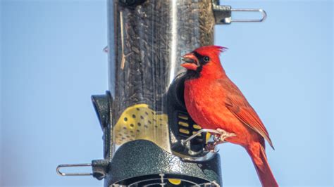 The Best Bird Feeder Placement to Attract Cardinals – Cardinal Memorials