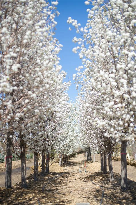 PEAR CLEVELAND FLOWERING For Sale in Boulder Colorado