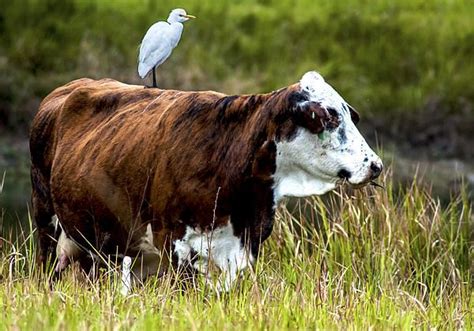 A gentle Ride by Norman Johnson | Riding, Cattle, Gentle