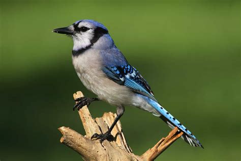 14 Birds That Look Like Blue Jays: The Ultimate Bird Guide