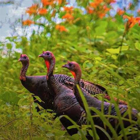 Wild Turkey Trio North Carolina Photograph by Bellesouth Studio - Fine Art America