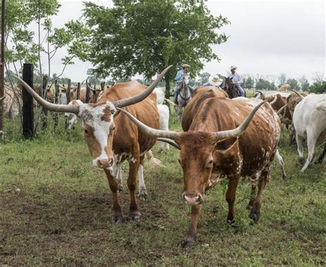 Longhorn Cattle Free Stock Photo - Public Domain Pictures