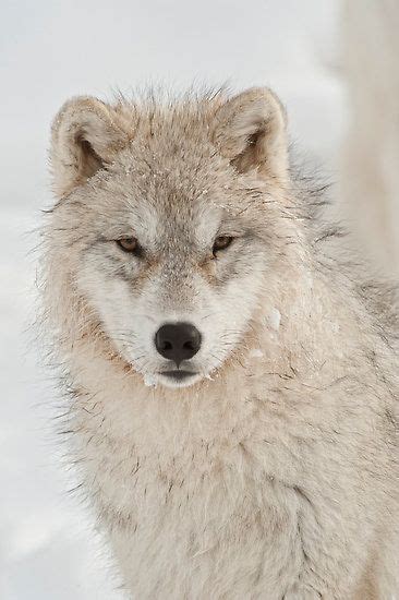 ~~Arctic Wolf Pup by WolvesOnly~~ Wolf Spirit, Spirit Animal, Beautiful ...