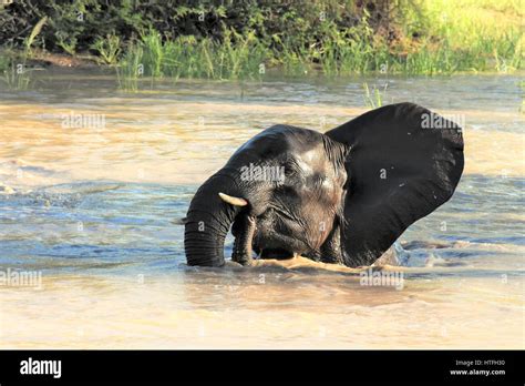 Elephants watering hole serengeti tanzania hi-res stock photography and images - Alamy