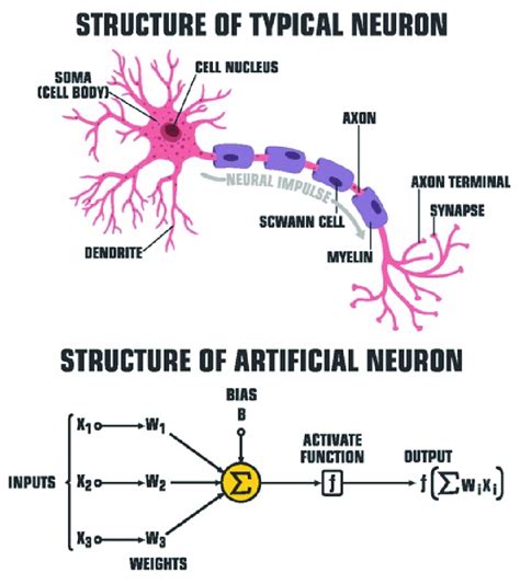 Artificial Neuron Model (ShadeDesign/Shutterstock.co | Download Scientific Diagram