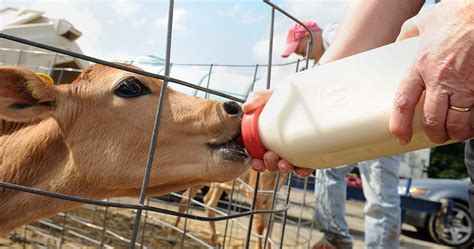 What Do Cows Eat? - Drink-Milk.com