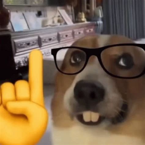 Nerd Dog GIF - Nerd Dog - Discover & Share GIFs