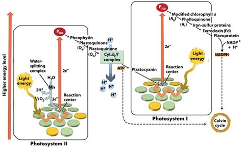 The Splitting of Water at Photosystem 2 Is Known as