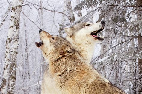 Wolves Howling. Photograph by Lorraine Matti - Fine Art America