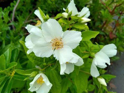 18 Beautiful Mock Orange Varieties (Philadelphus) - Petal Republic