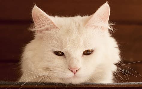 White Cat Names - Top 100 Best Names For White Cats