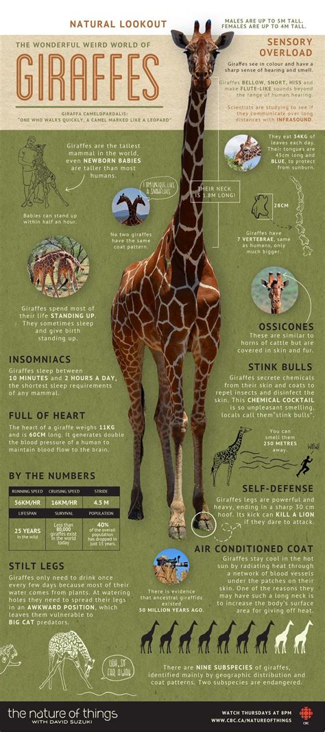 Pin by Lucie Čerevková on Neato | Giraffe, Giraffe facts, Baby giraffe