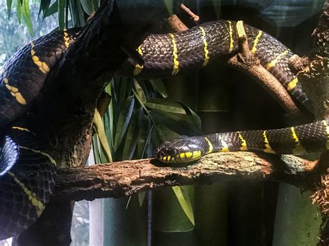 Mangrove snake at the zoo. Anybody have one? : r/snakes