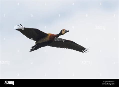 Flying whistling duck hi-res stock photography and images - Alamy